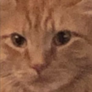 Meet your Posher, Lycia